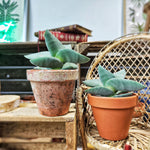 Bouture de Crassula Boomerang