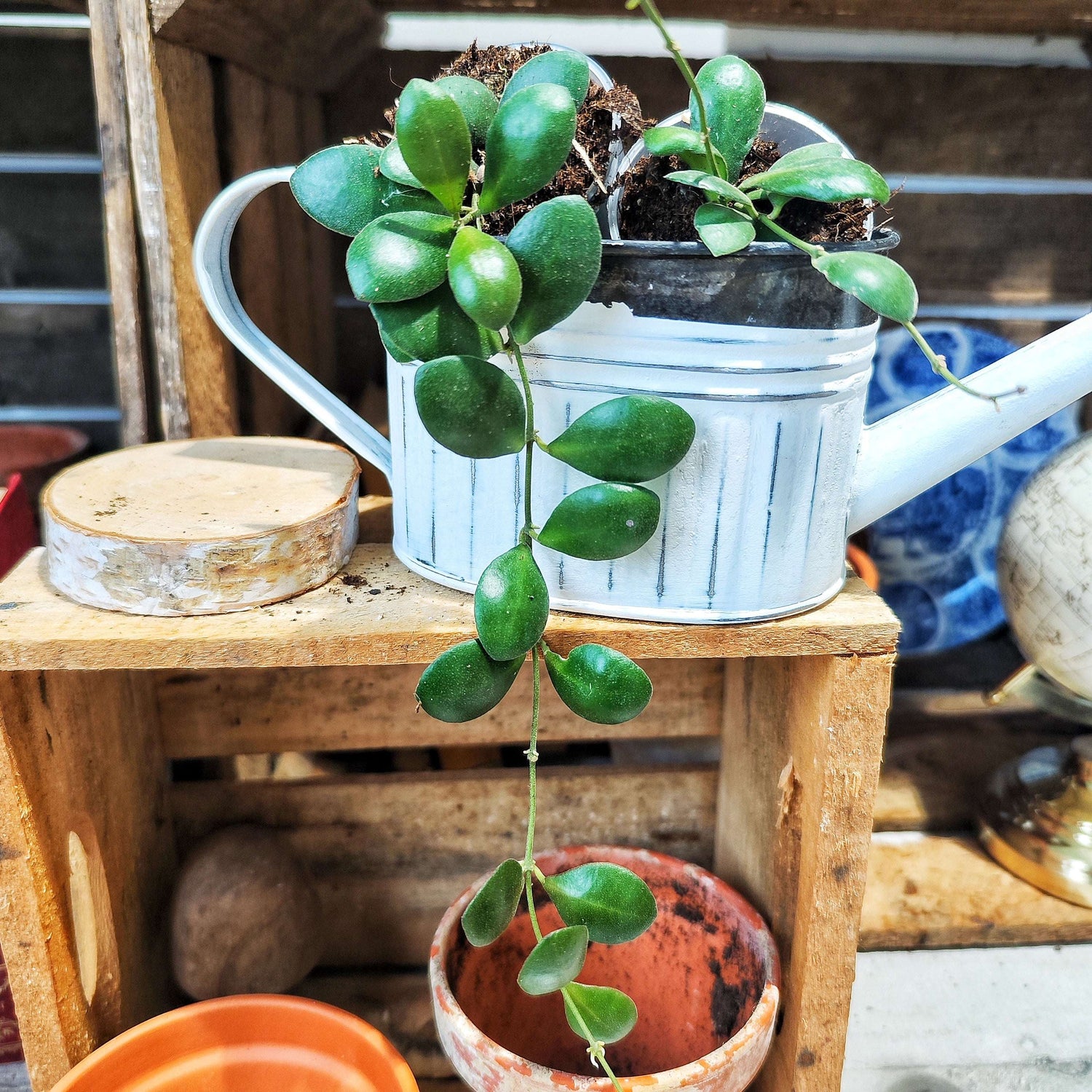 Hoya Panchoi IML0228 – Plante rare, facile et graphique - monjungle