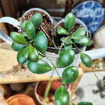 Hoya Panchoi IML0228 – Plante rare, facile et graphique - monjungle
