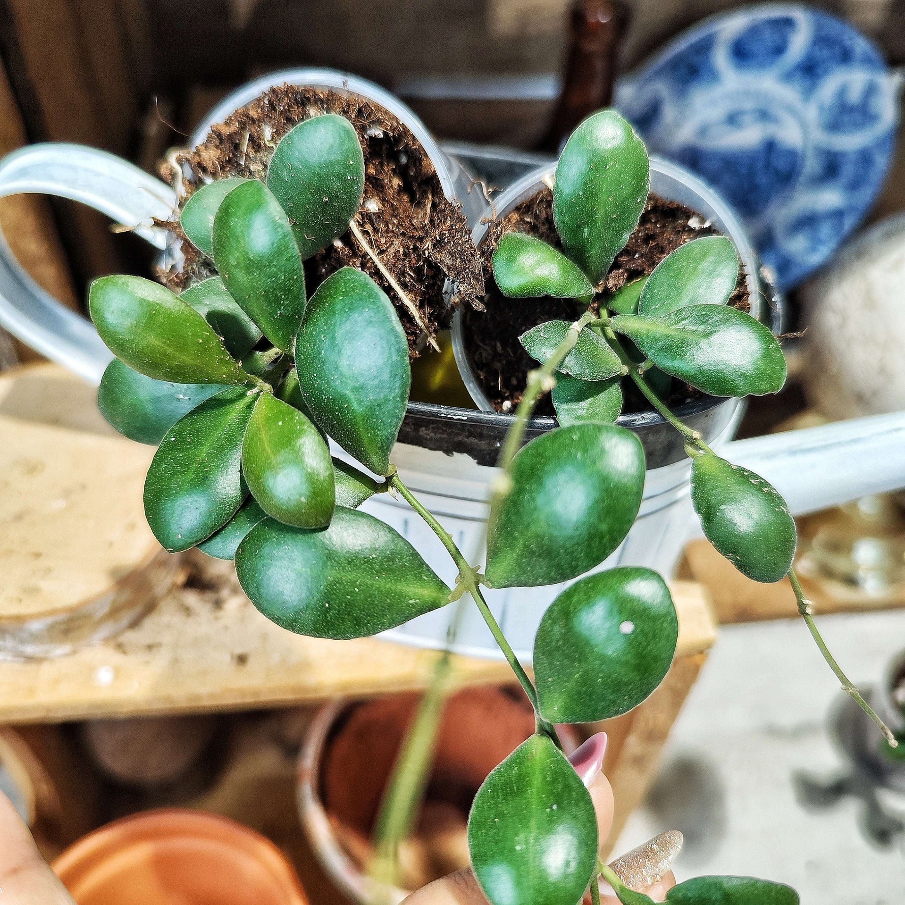 Hoya Panchoi IML0228 – Plante rare, facile et graphique - monjungle
