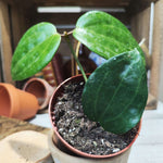 Hoya Latifolia Green - monjungle