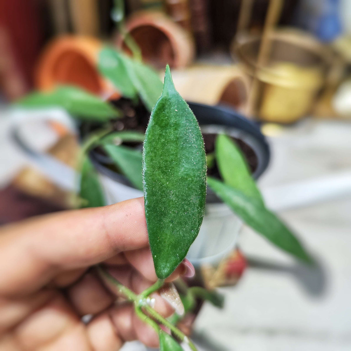 Hoya Stonea IPPS00132 - monjungle