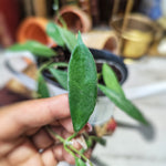 Hoya Stonea IPPS00132