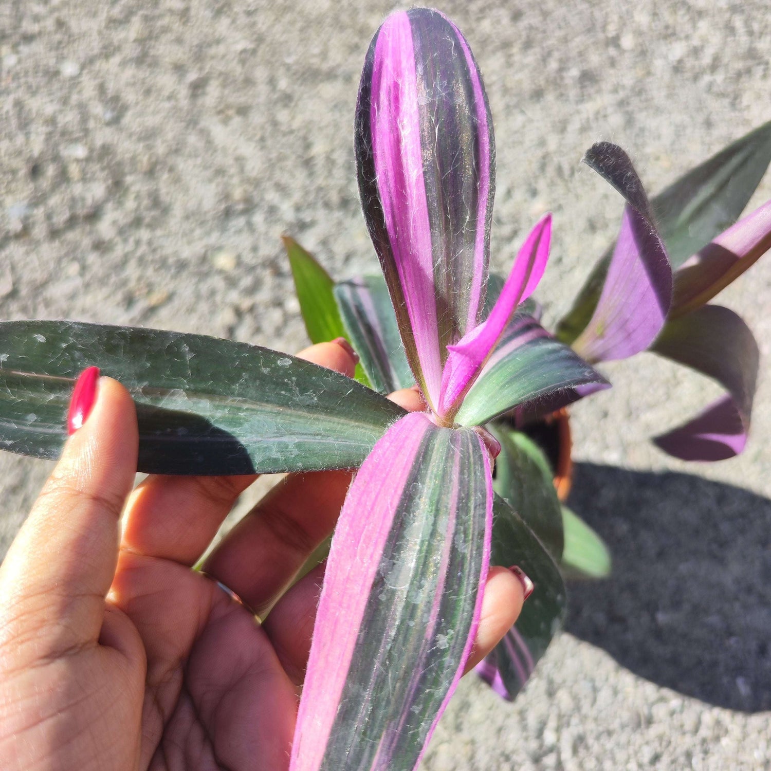 Bouture de Tradescantia pallida variegata - monjungle