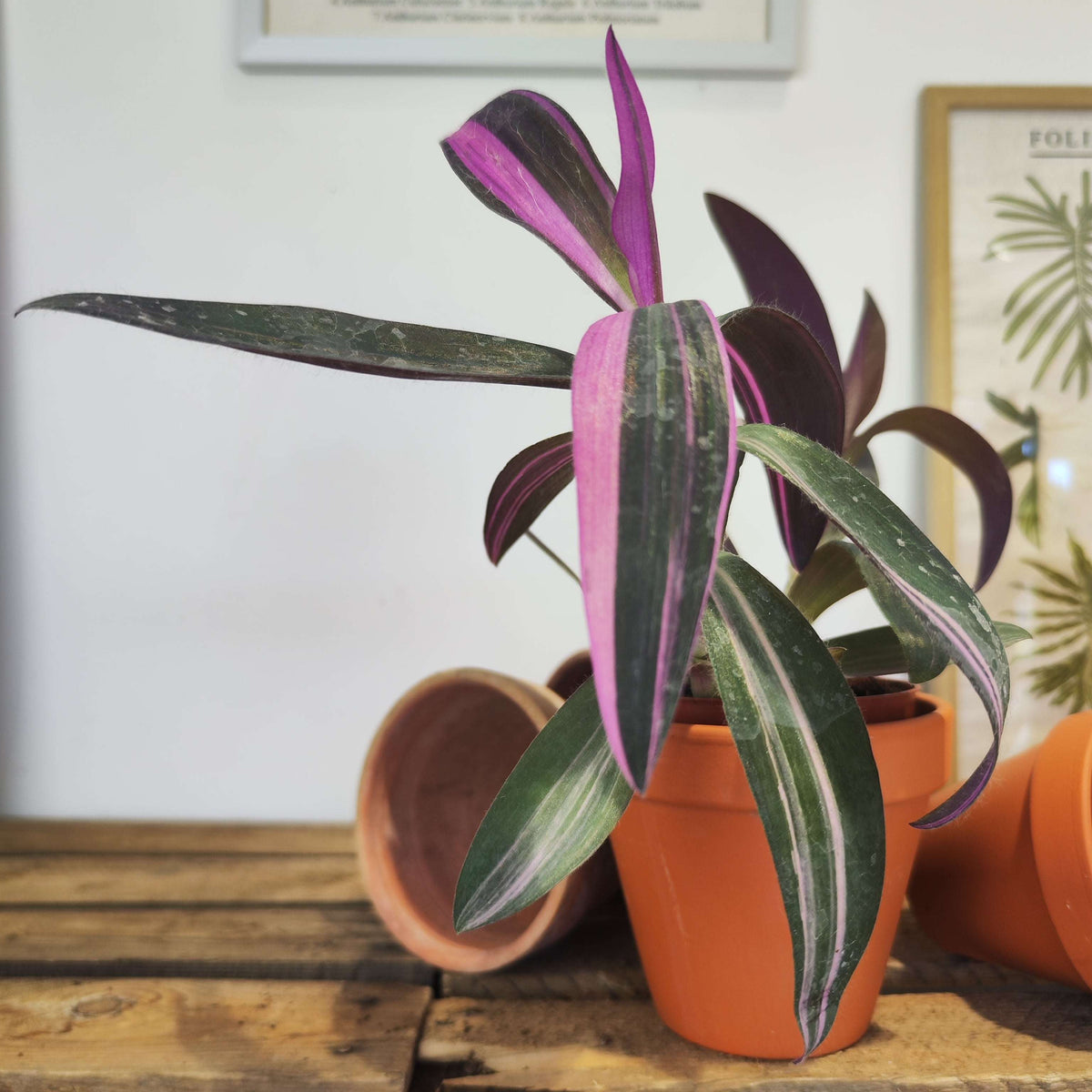 Bouture de Tradescantia pallida variegata - monjungle