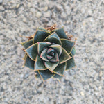 Echeveria purpusorum – Succulente facile et décorative - monjungle