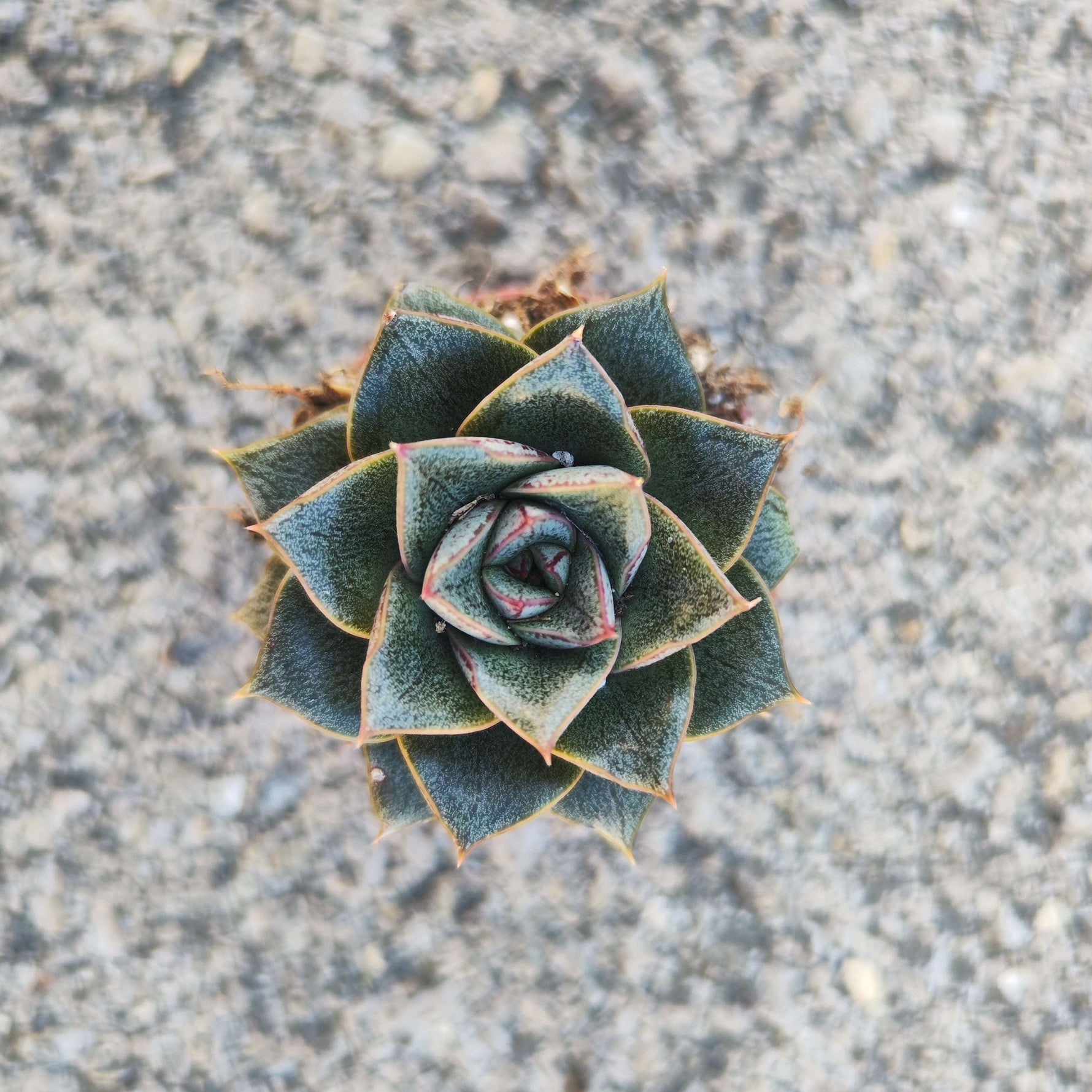 Echeveria purpusorum – Succulente facile et décorative - monjungle