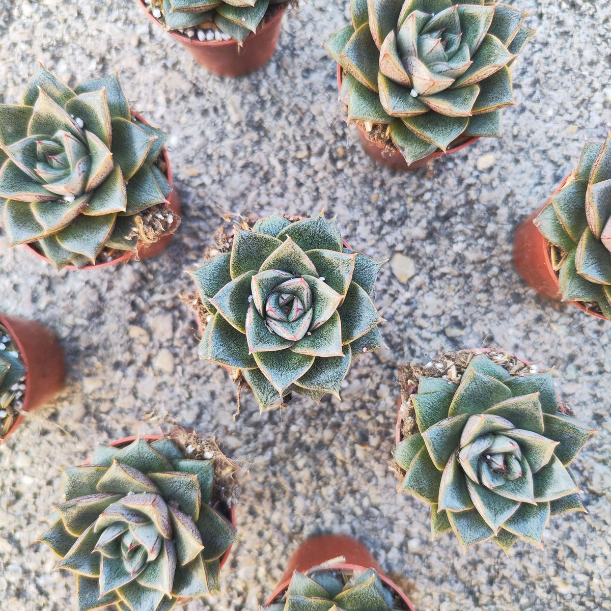 Echeveria purpusorum – Succulente facile et décorative - monjungle