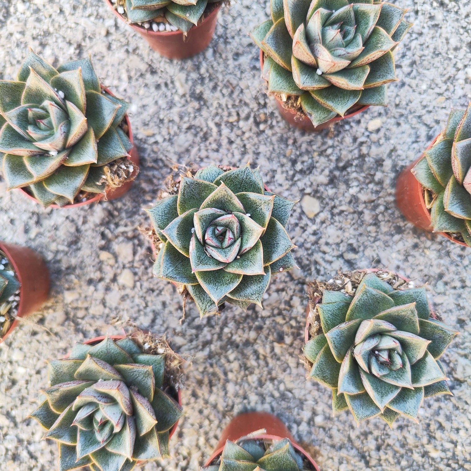 Echeveria purpusorum – Succulente facile et décorative - monjungle