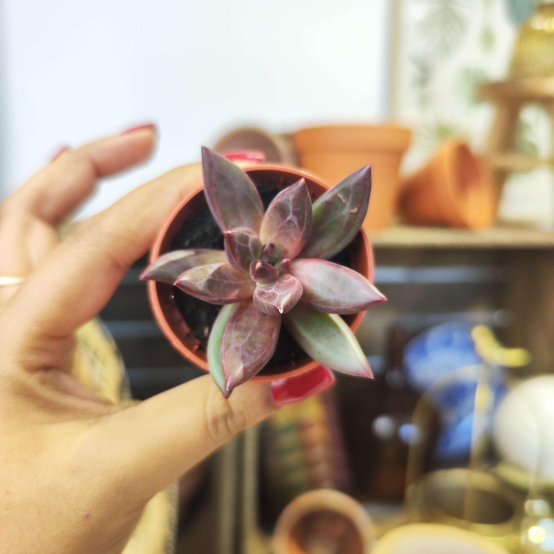Echeveria Izar, succulente facile - monjungle