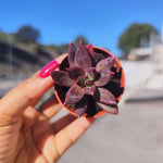 Echeveria Izar, succulente facile - monjungle