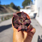 Echeveria Izar, succulente facile - monjungle