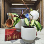 Hoya carnosa Tricolor (Narrow Form) - monjungle