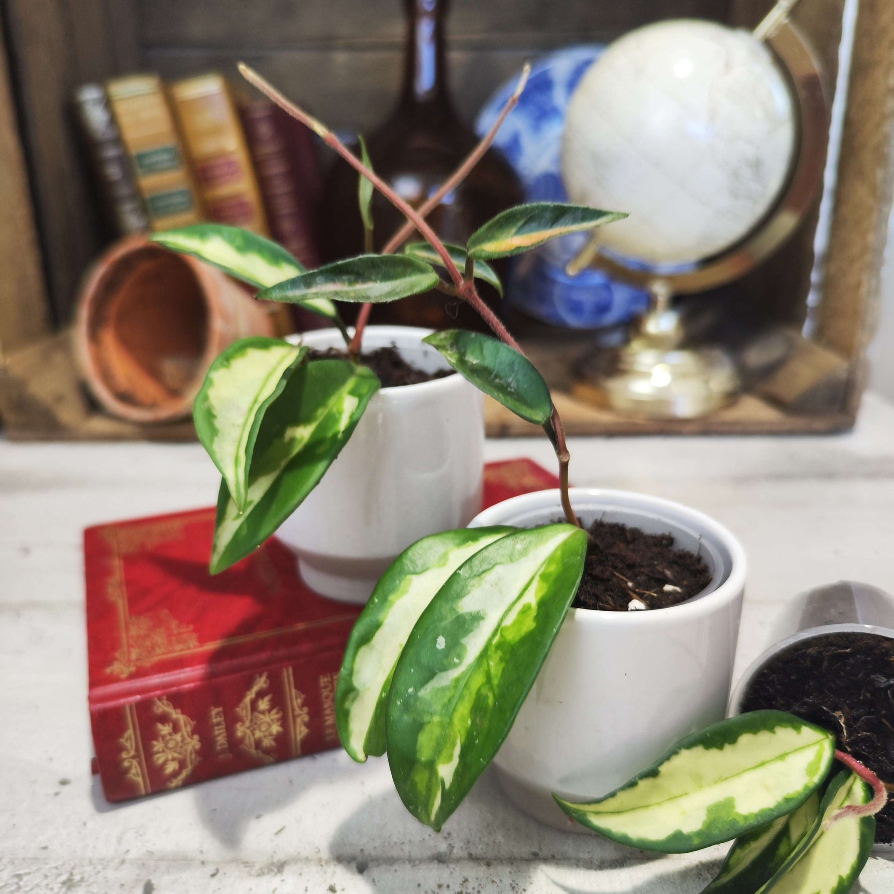 Hoya carnosa Tricolor (Narrow Form) - monjungle