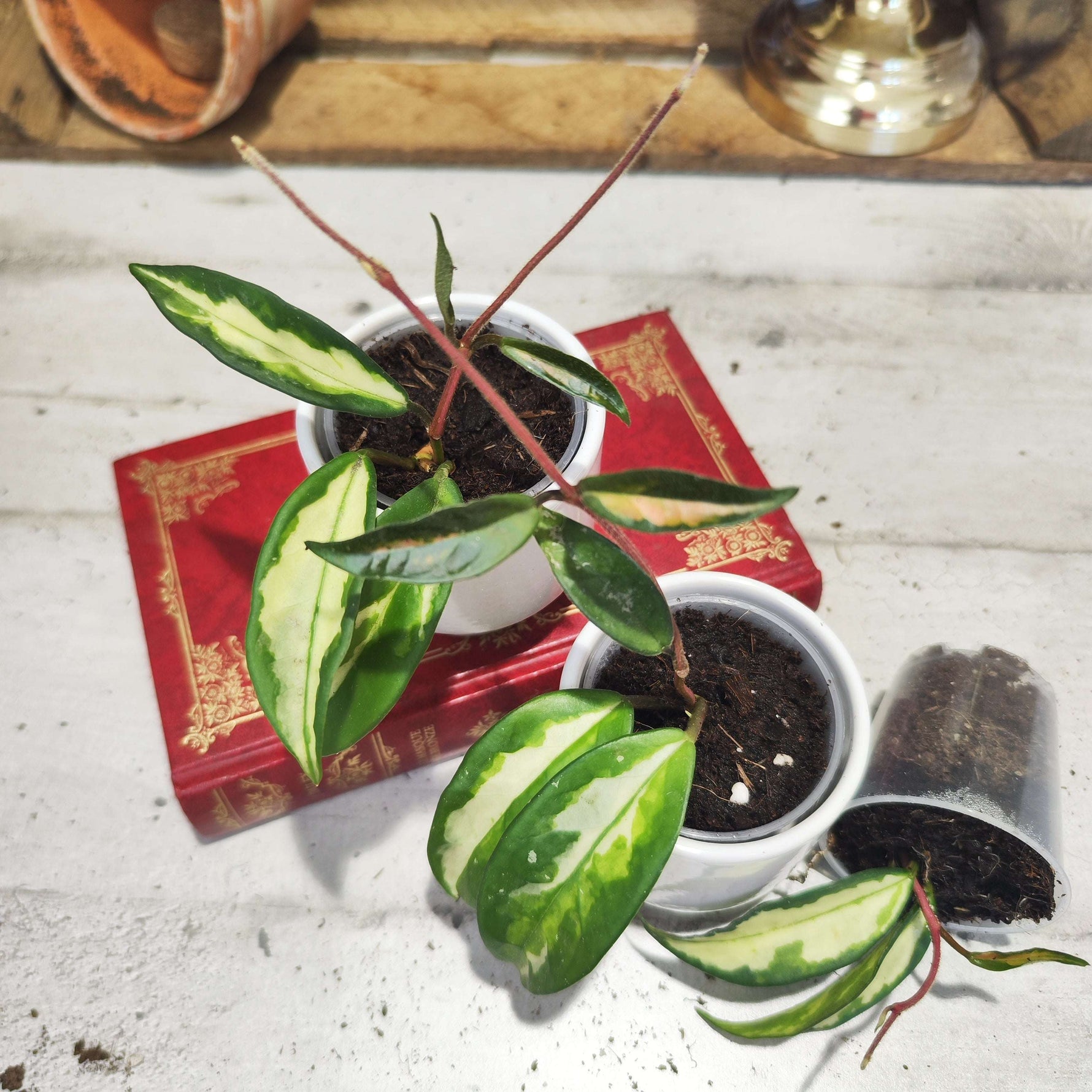 Hoya carnosa Tricolor (Narrow Form) - monjungle