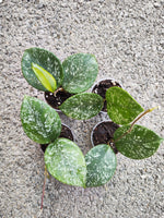 Hoya parasitica splash