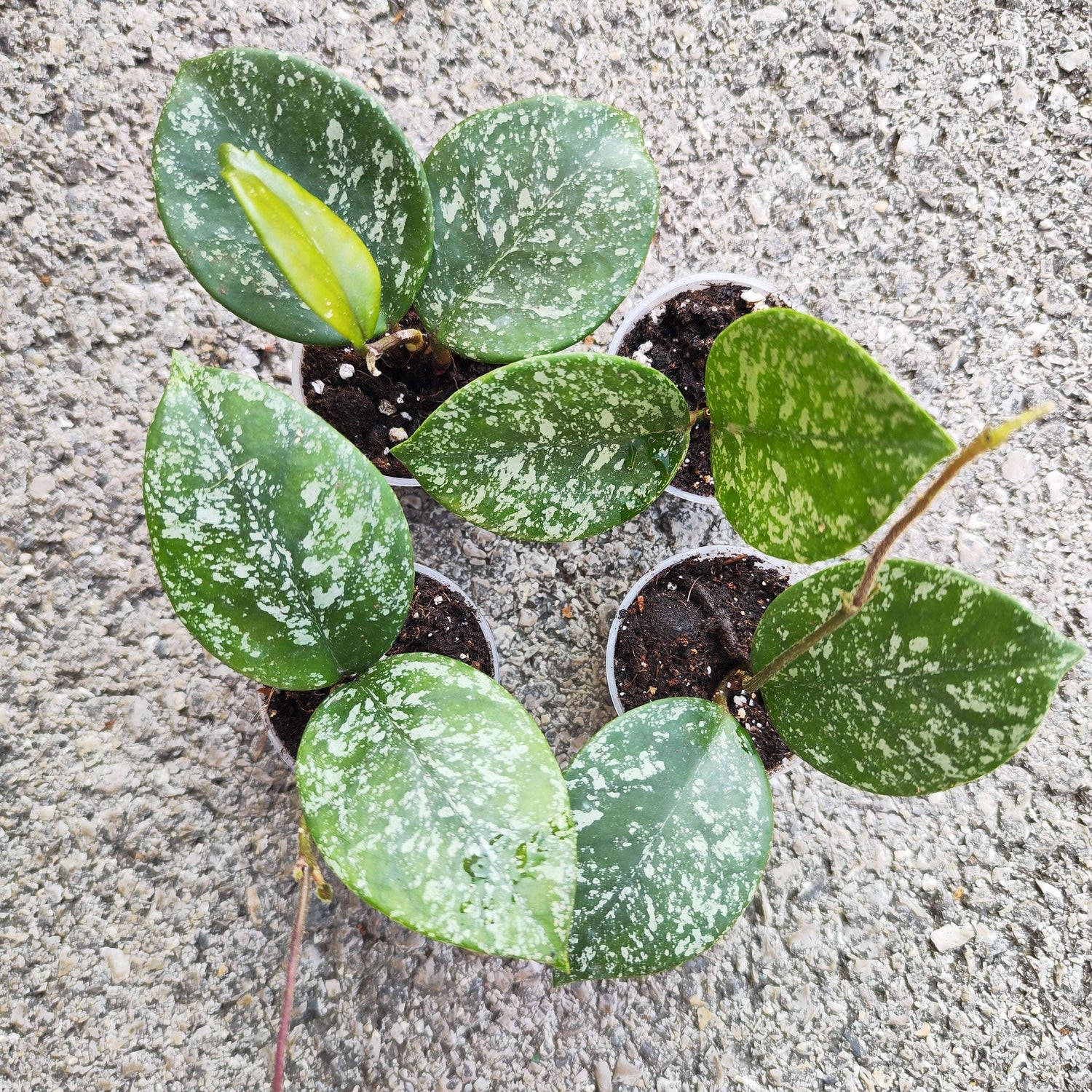 Hoya parasitica splash