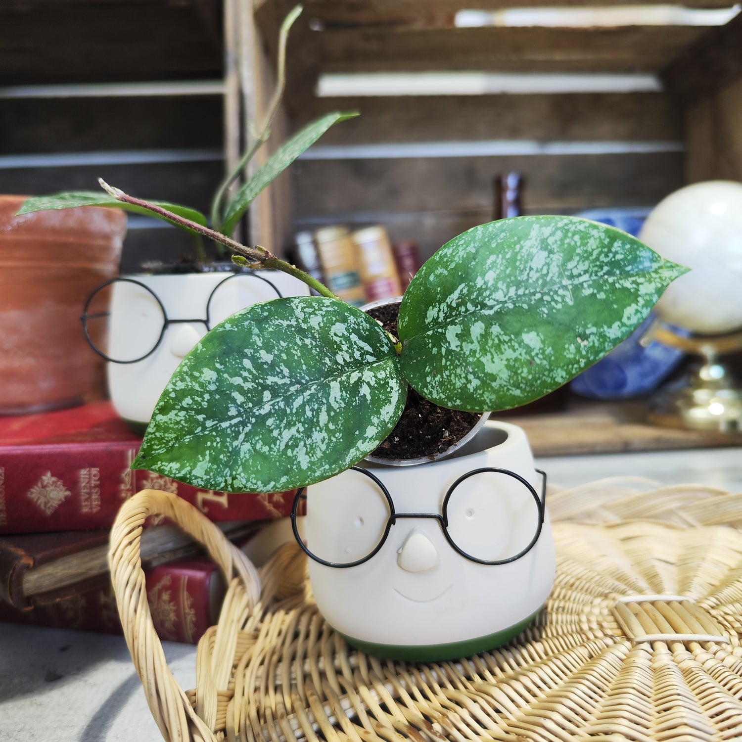 Hoya parasitica splash – Plante rare aux feuilles mouchetées