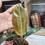 Philodendron Imperial Red
