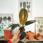 Philodendron Imperial Red