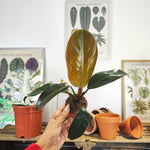 Philodendron Imperial Red