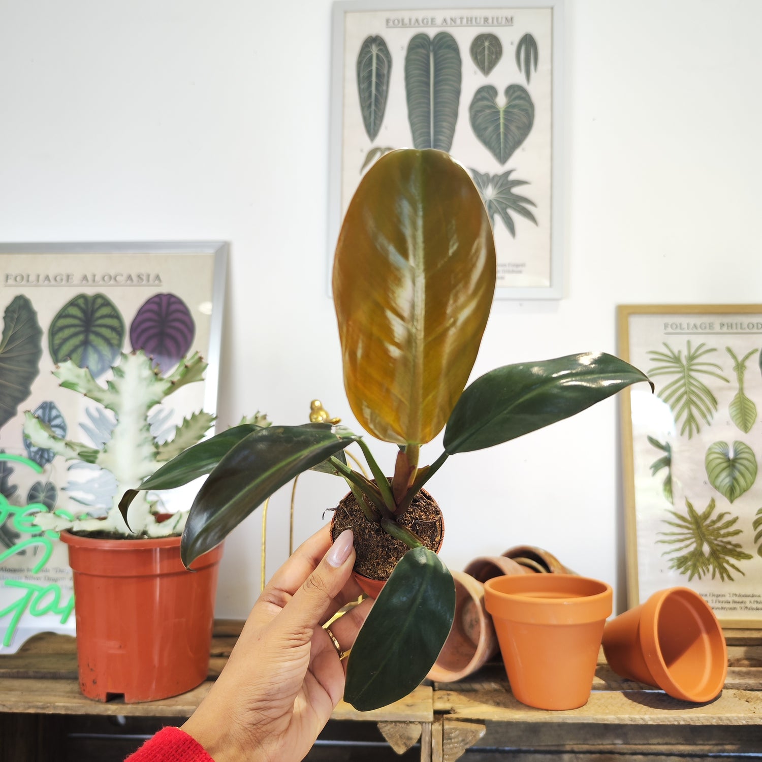 Philodendron Imperial Red