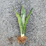 Sansevieria Moonshine