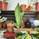 Sansevieria Moonshine