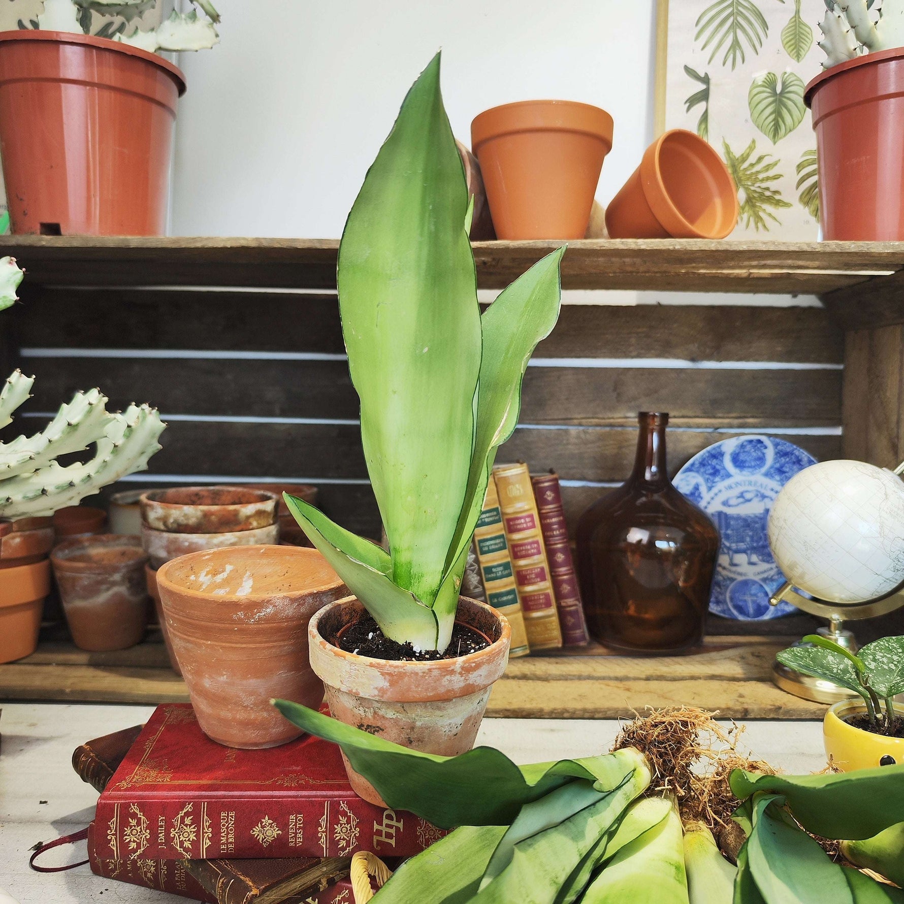 Sansevieria Moonshine