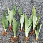 Sansevieria Moonshine