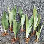 Sansevieria Moonshine