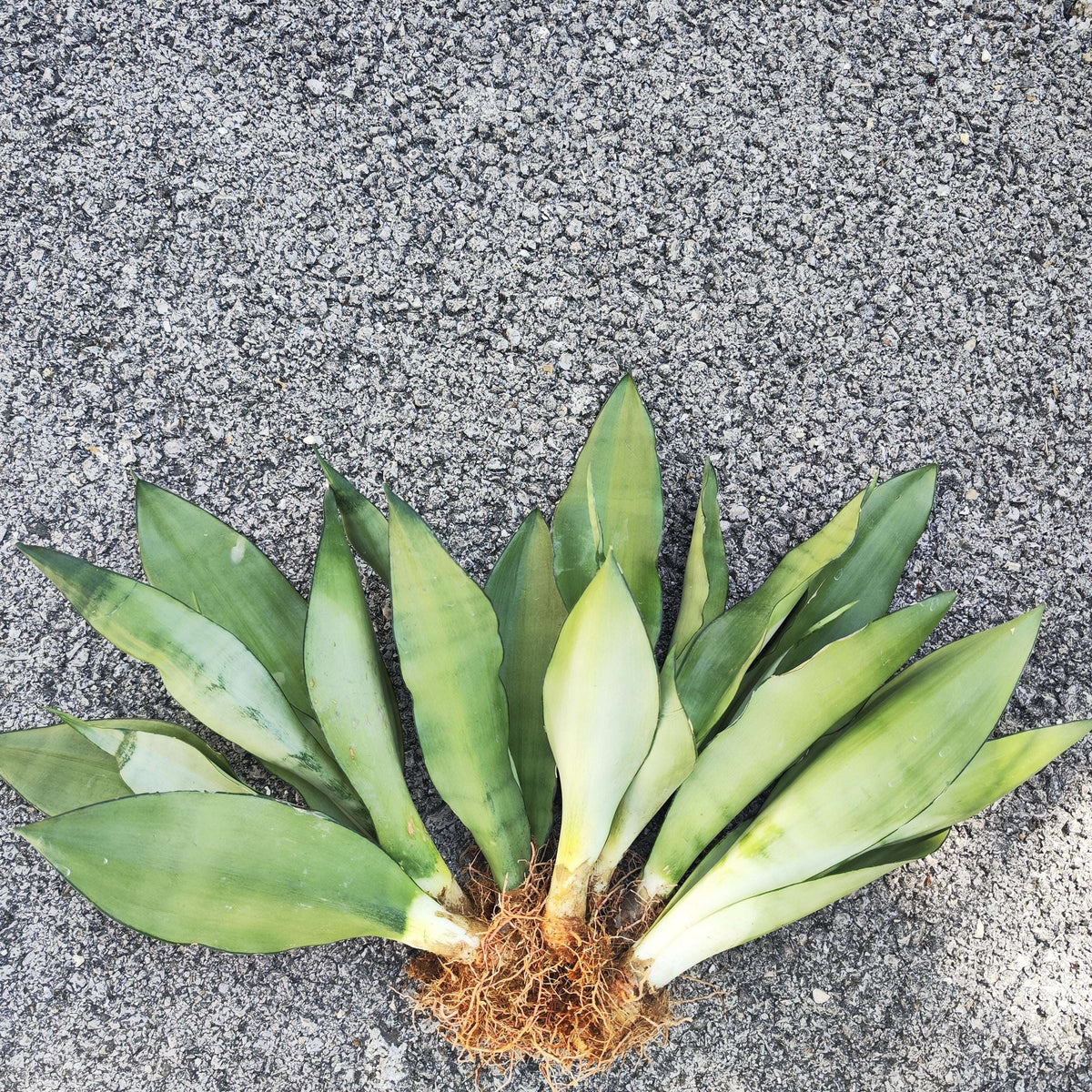 Sansevieria Moonshine