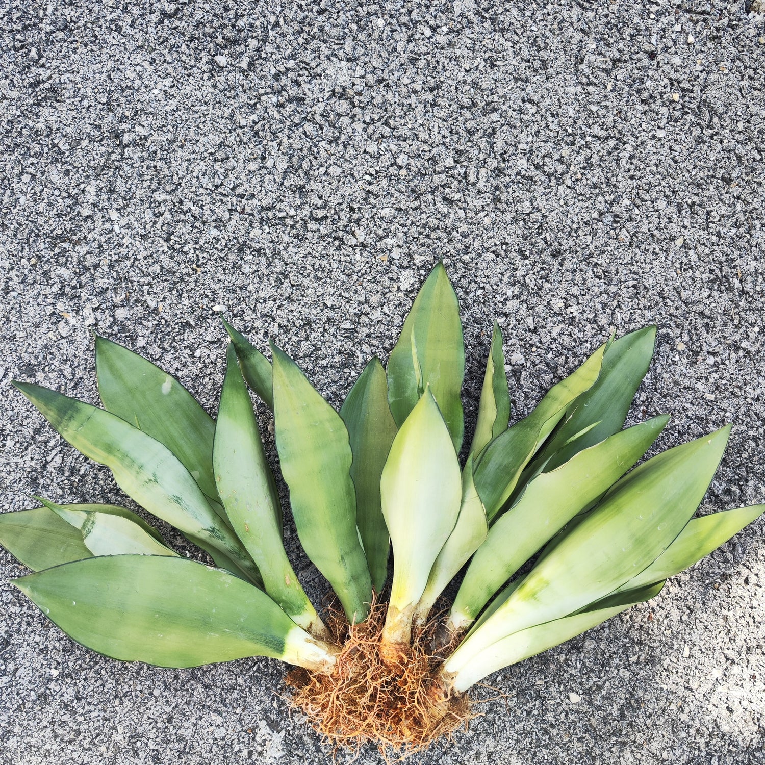 Sansevieria Moonshine