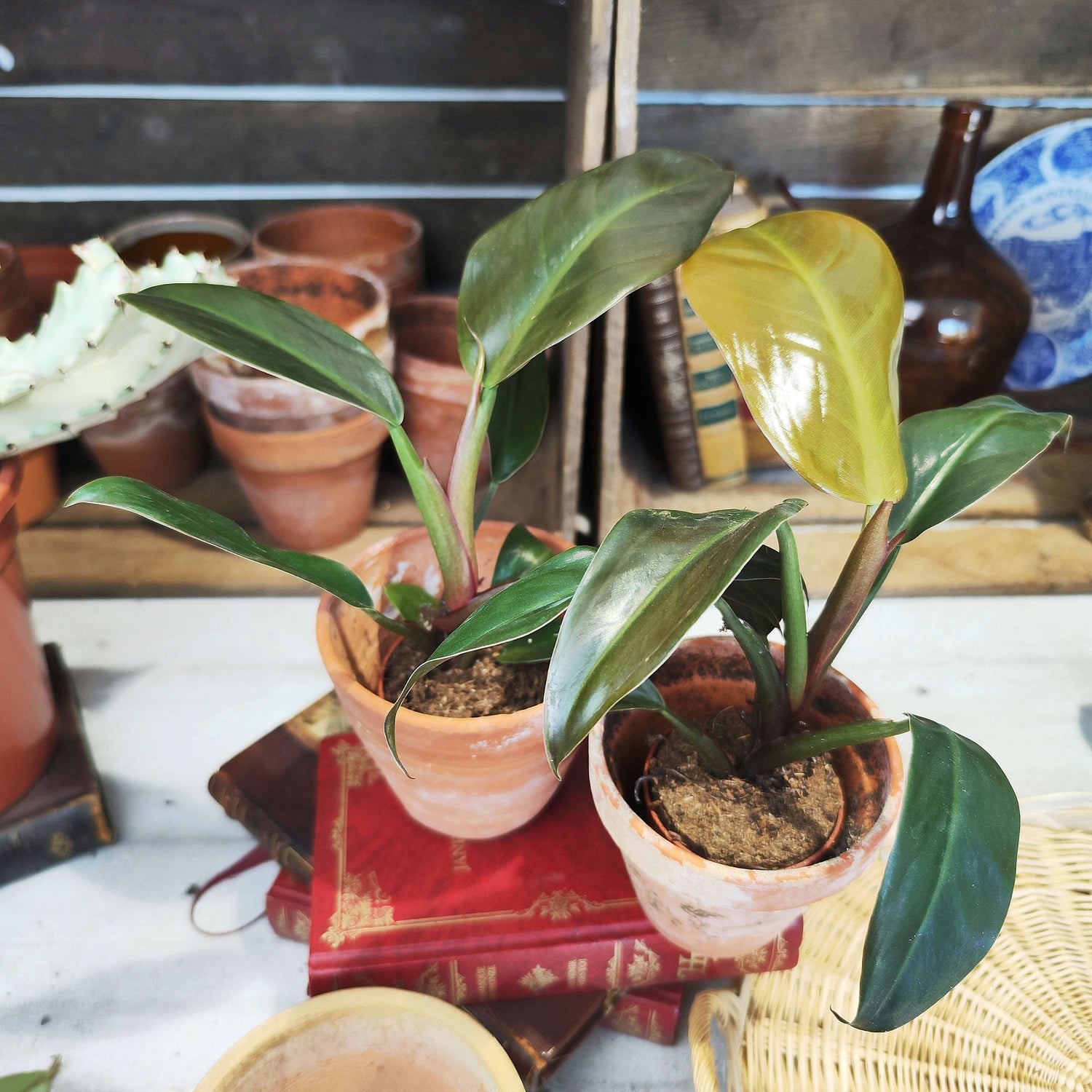 Philodendron Imperial Red