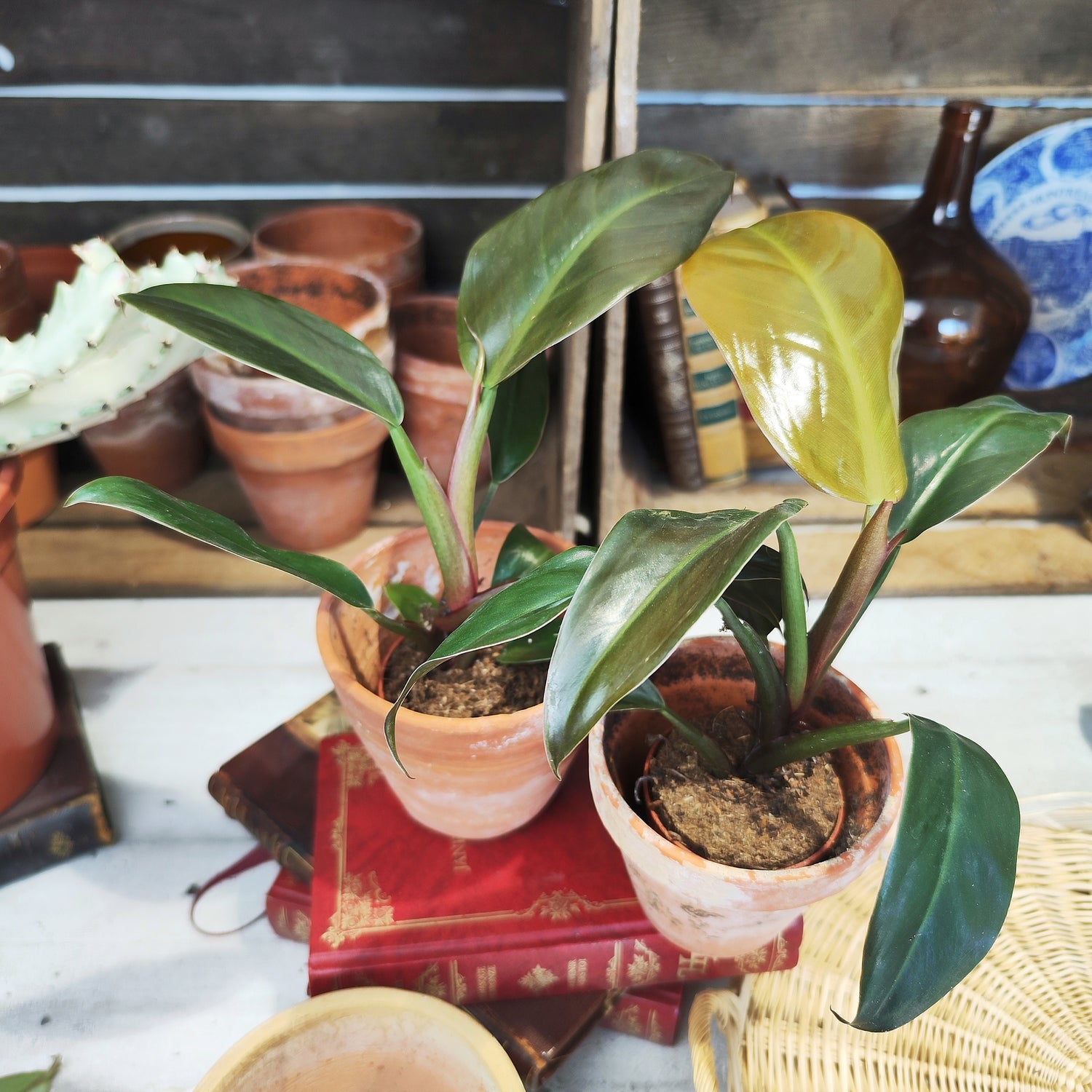 Philodendron Imperial Red