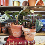 Philodendron Imperial Red