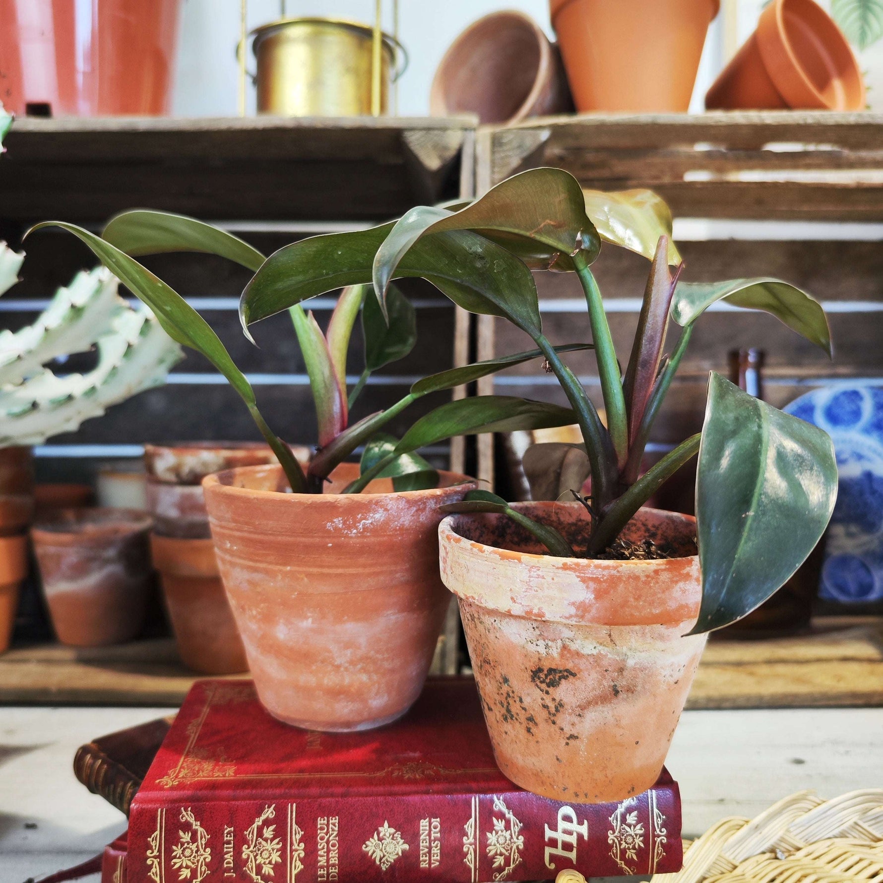 Philodendron Imperial Red