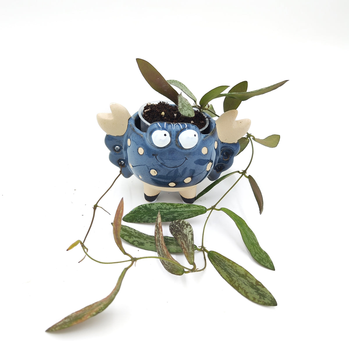 Hoya sigillatis - monjungle