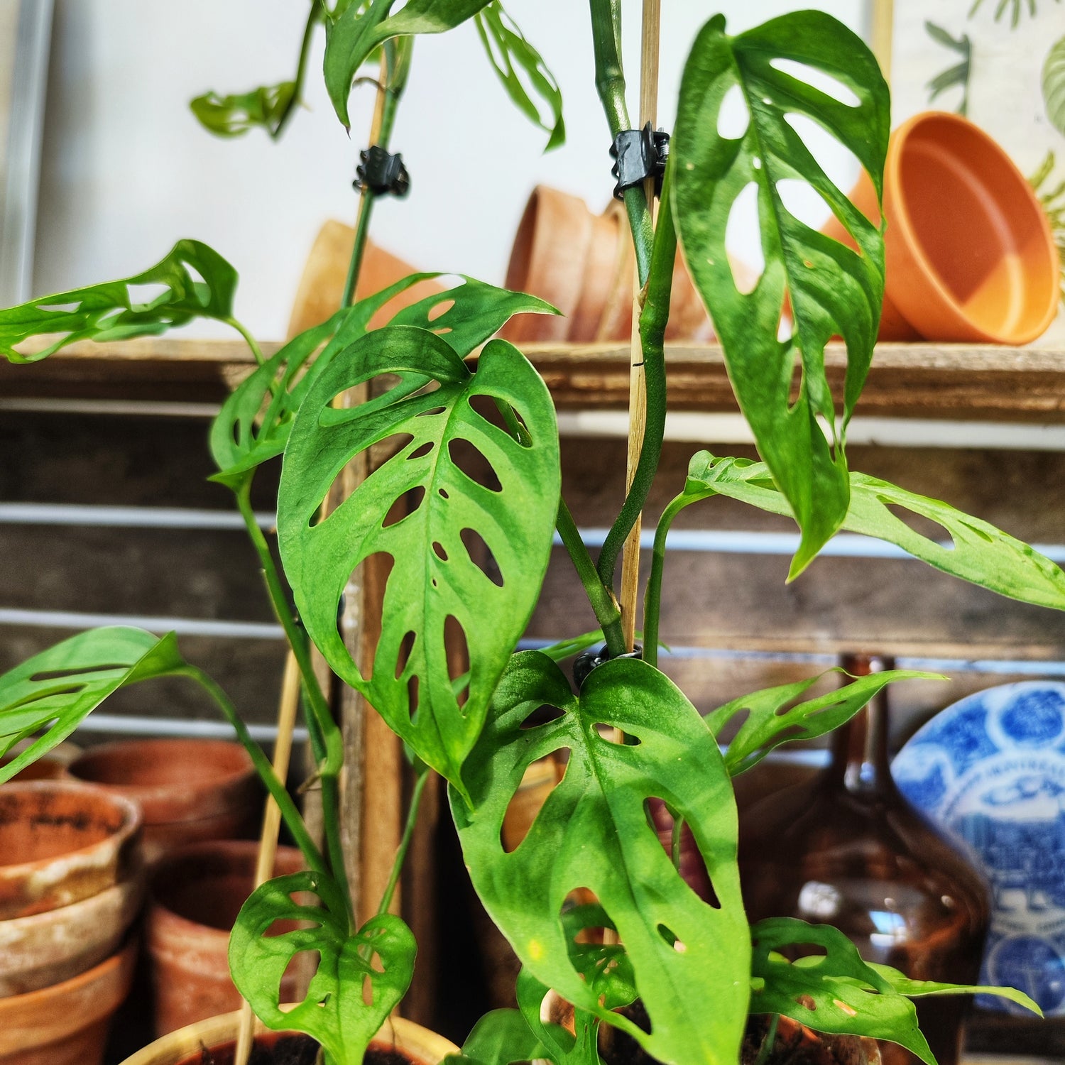 Monstera sp. Laniata - monjungle