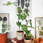 Monstera sp. Laniata - monjungle