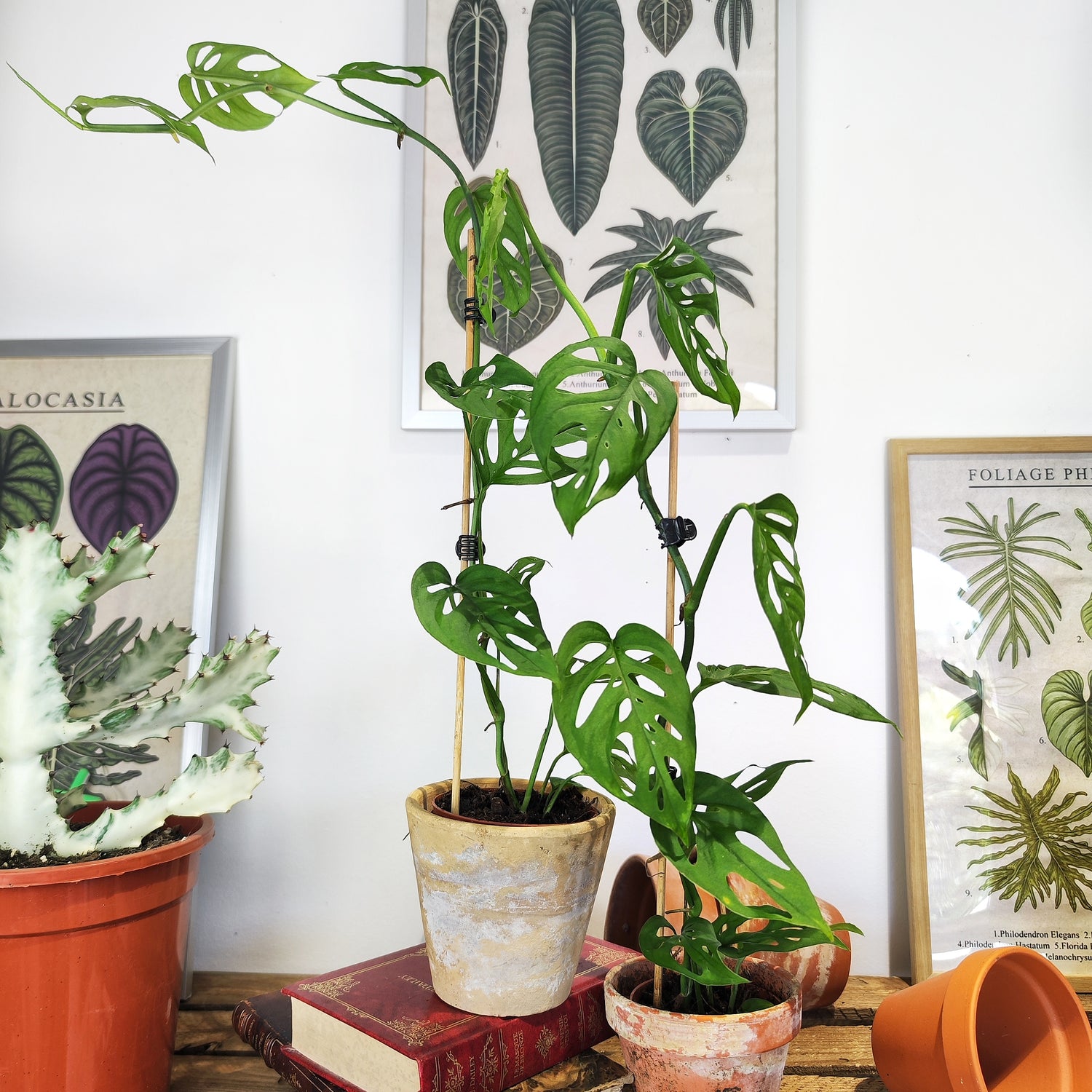 Monstera sp. Laniata - monjungle