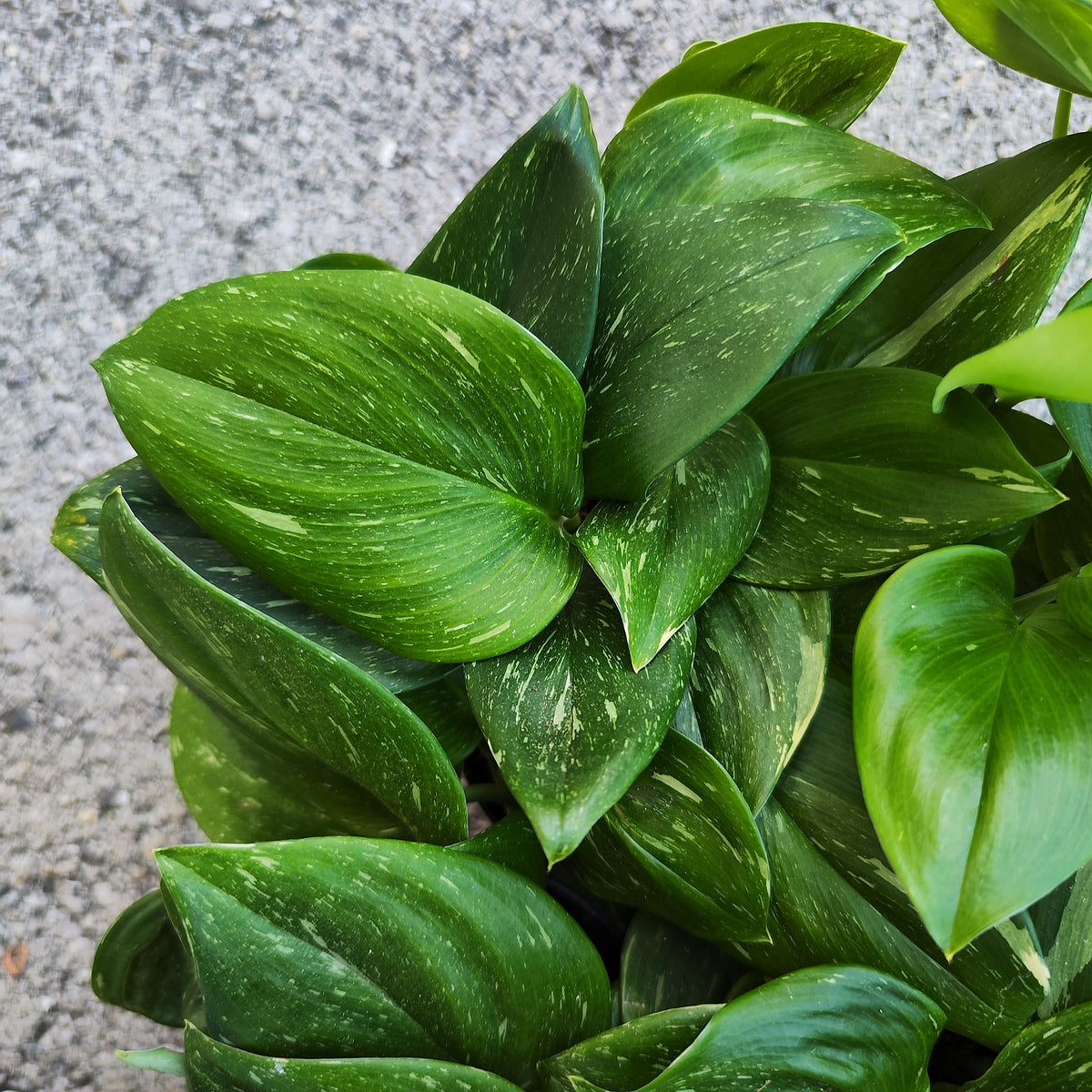 Scindapsus Rubicon Variegated - monjungle