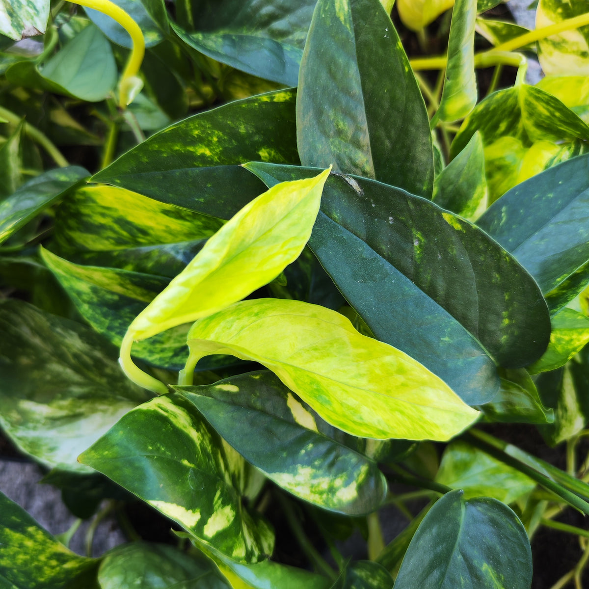 Epipremnum Churchill Gold - monjungle