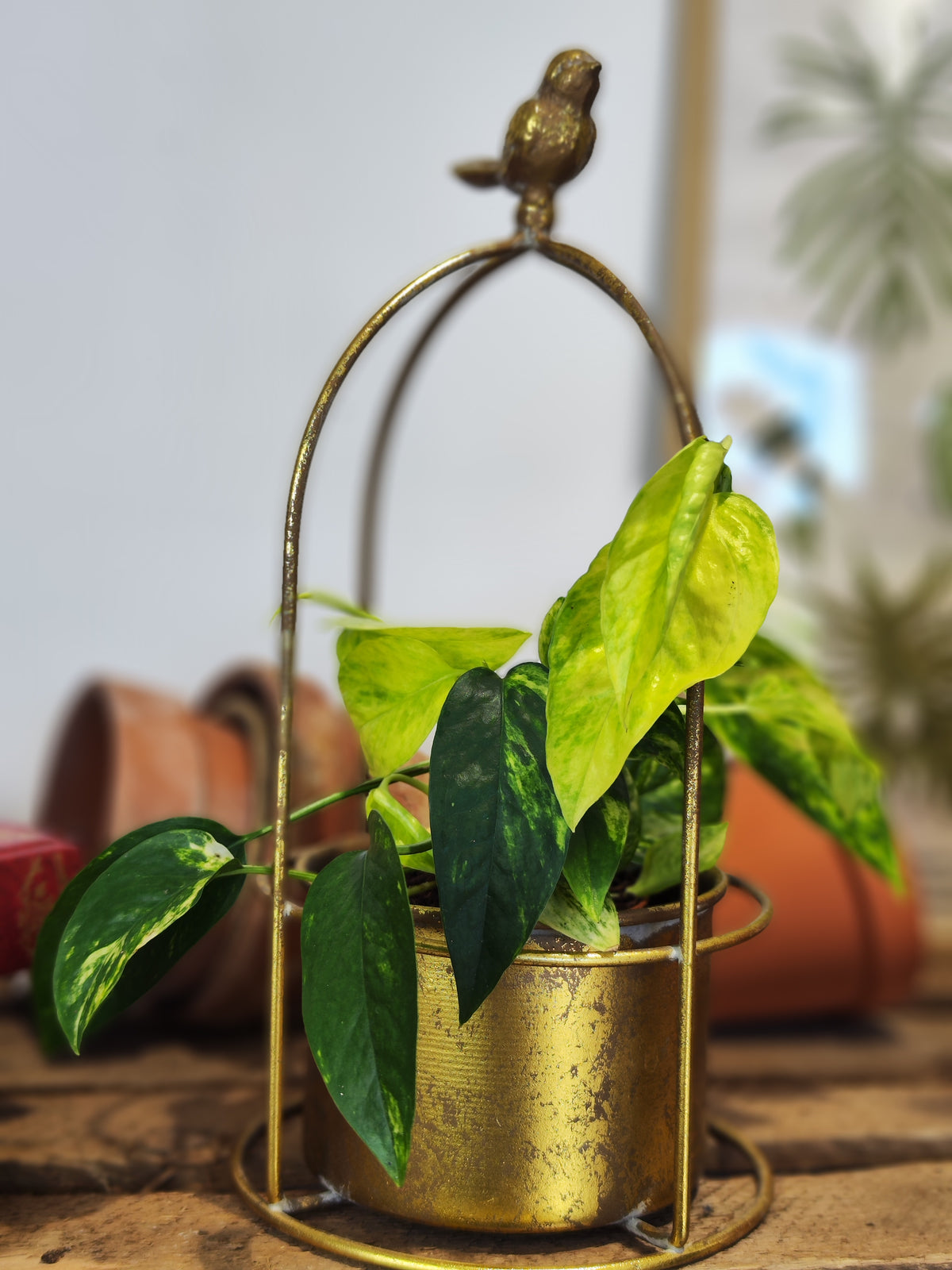 Epipremnum Churchill Gold - monjungle