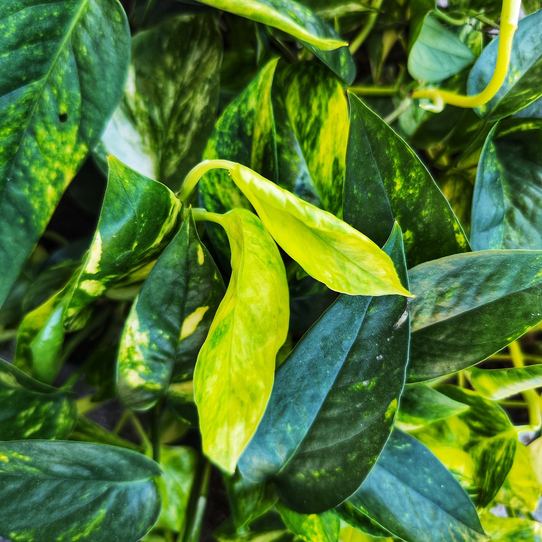 churchill golden pothos Epipremnum Churchill Gold – Monjungle