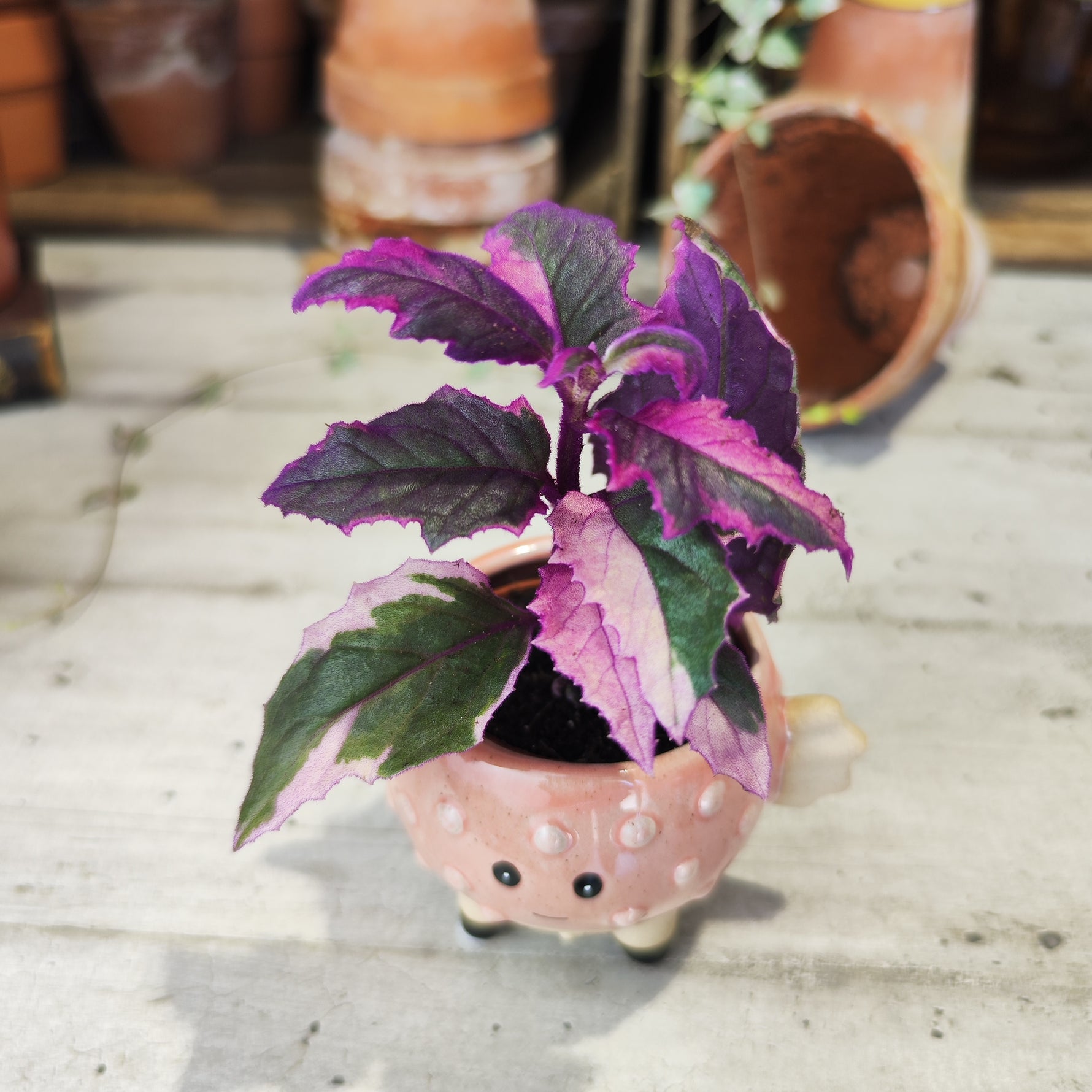 Gynura Purple Passion Variegata - monjungle