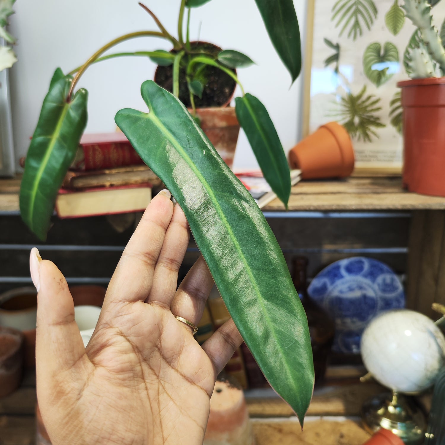 Philodendron Spiritus Sancti - monjungle