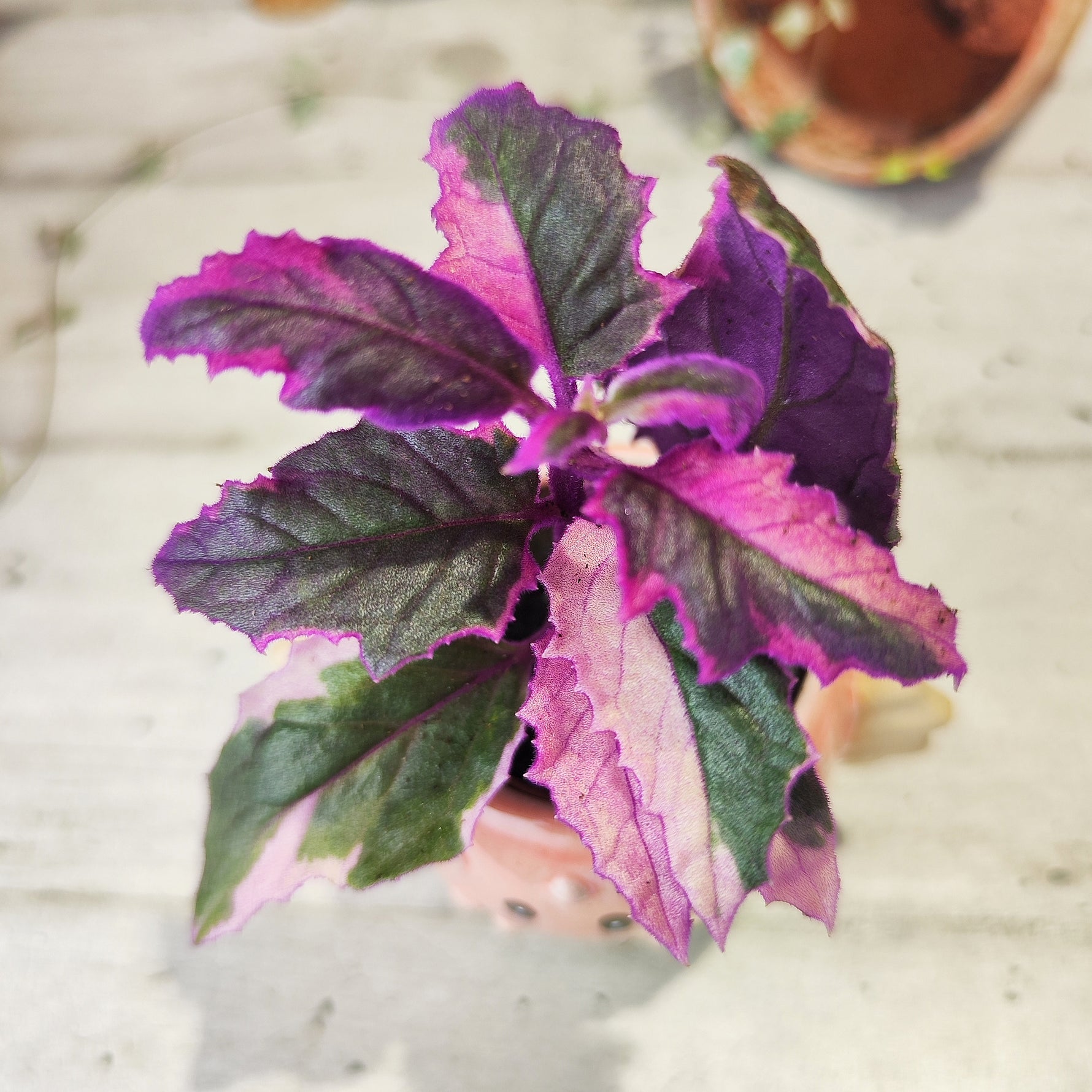 Gynura Purple Passion Variegata - monjungle