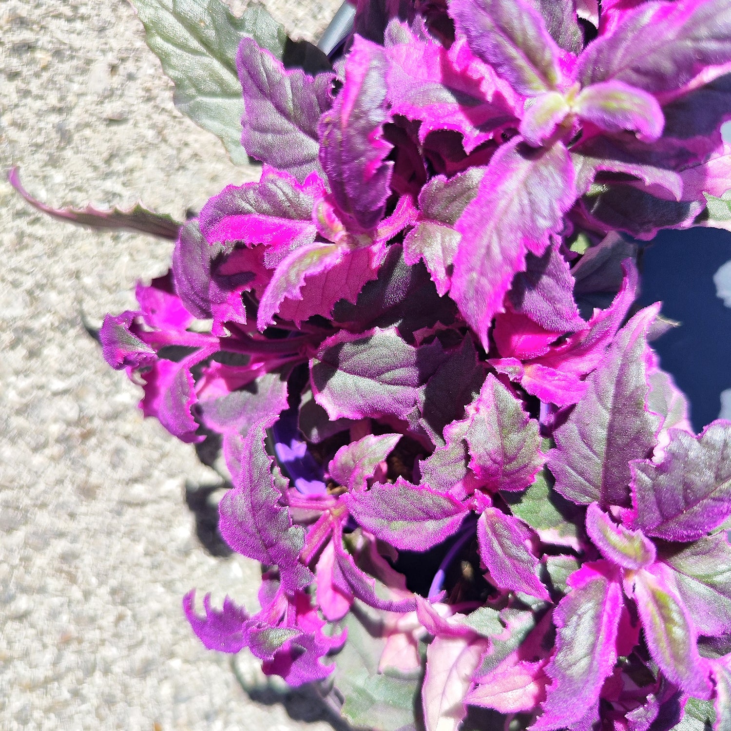 Gynura Purple Passion Variegata - monjungle