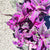 Gynura Purple Passion Variegata - monjungle